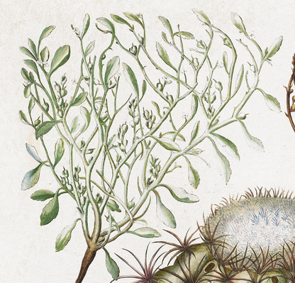 Cactus (Melocatos) by Basil Besler (1600s)