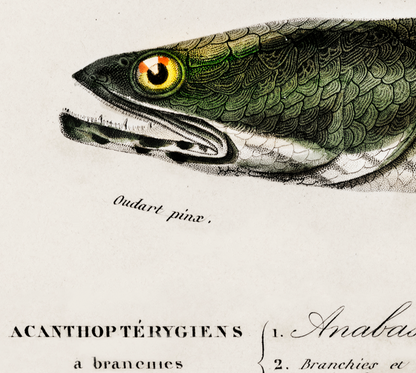 Fish illustrations by Charles Dessalines D' Orbigny (1892)