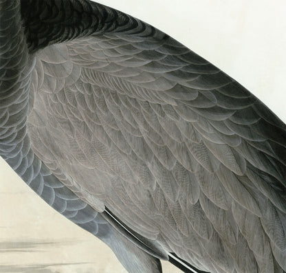 John James Audubon, Young Hooping Crane (1835)