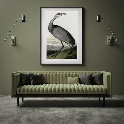 John James Audubon, Young Hooping Crane (1835)