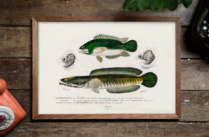 Fish illustrations by Charles Dessalines D' Orbigny (1892)