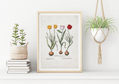 Tulips by Basil Besler (1600s)